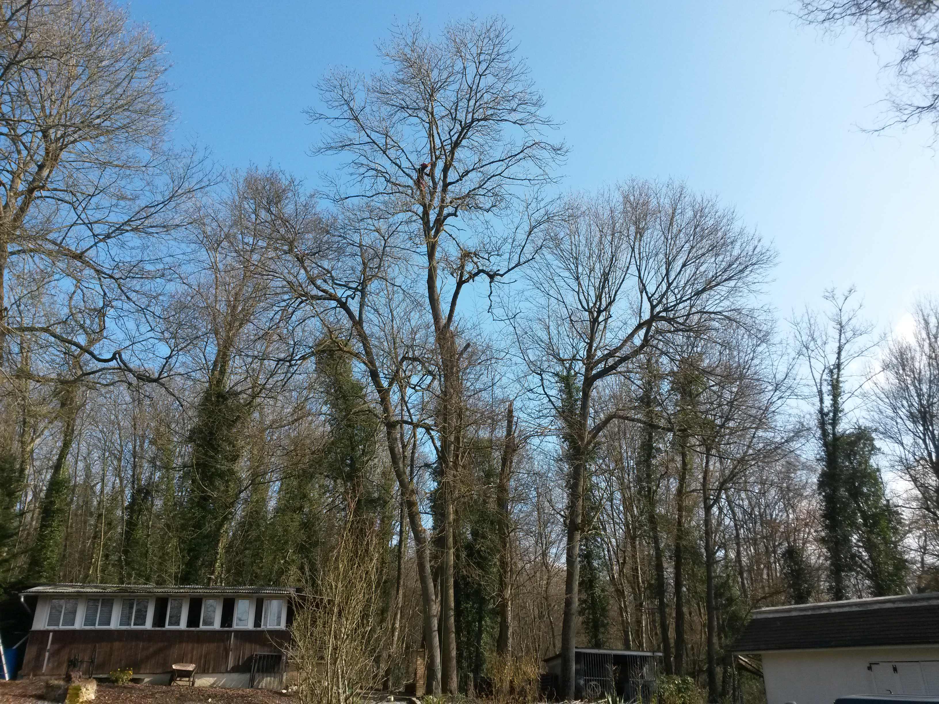 elagage abattage La Ferté sous Jouarre 77260